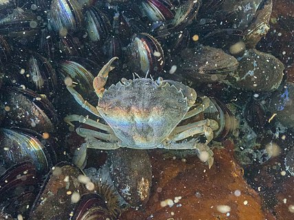 Velvet crab (Necora puber), Setúbal, Portugal.