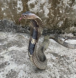 Mandalay spitting cobra (Naja mandalayensis)