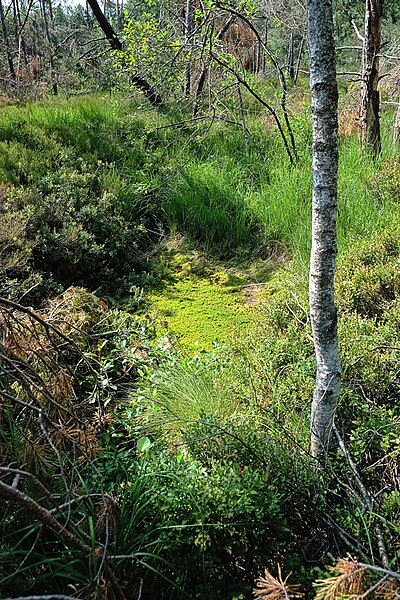 File:ND-00108 Lkr. Traunstein Gemeinde Surberg Bild B.jpg