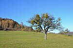 Scharlenbachtal-Hofwald