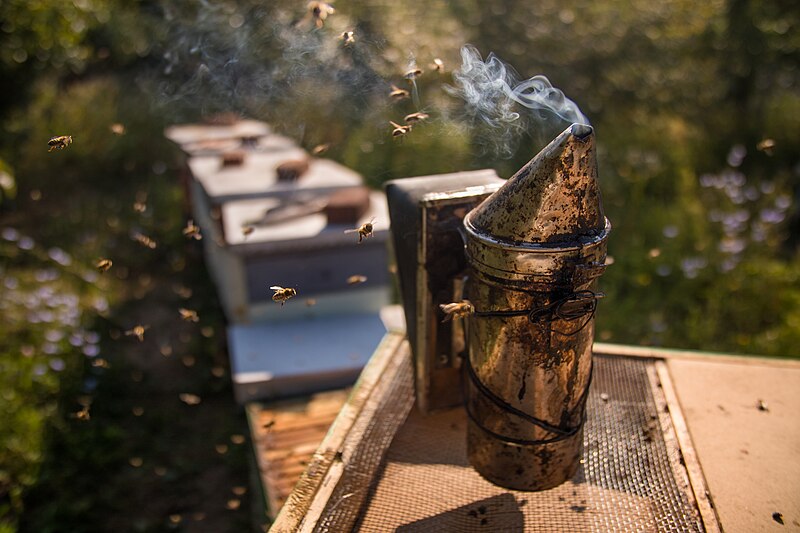 File:Nahaufnahme eines Selbstrauchers mit herumfliegenden Bienen (48487614982).jpg