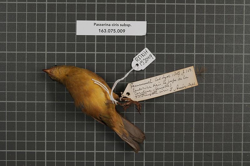 File:Naturalis Biodiversity Center - RMNH.AVES.152049 1 - Passerina ciris subsp. - Emberizidae - bird skin specimen.jpeg