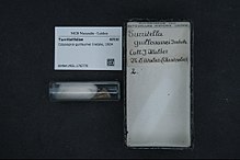 Център за биологично разнообразие Naturalis - RMNH.MOL.176779 - Colpospira guillaumei Iredale, 1924 - Turritellidae - черупка на мекотелите.jpeg