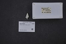 Naturalis Biyoçeşitlilik Merkezi - RMNH.MOL.202722 1 - Mohnia mohni (Friele, 1877) - Buccinidae - Mollusc shell.jpeg