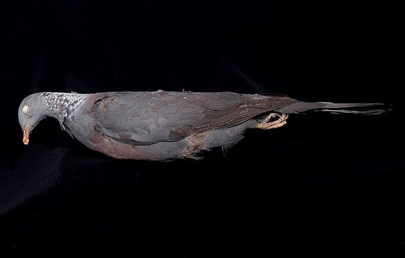 File:Naturalis Biodiversity Center - ZMA.AVES.44211 - Columba trocaz Heineken, 1829 - Columbidae - skin specimen.jpeg