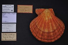 Nodipecten nodosus (Linnaeus, 1758)