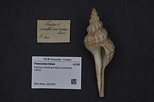 Naturalis Biodiversity Center - ZMA.MOLL.355359 - Fusinus multicarinatus (Lamarck, 1822) - Fasciolariidae - Moluska shell.jpeg