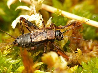 Nemobiinae Subfamily of crickets