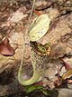 Nepenthes rafflesiana ant.jpg