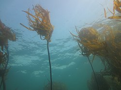 Nereocystis luetkeana em Caspar Point, Califórnia.