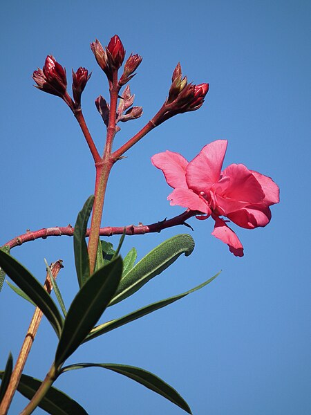 File:Nerium oleander Blüten 2011.JPG