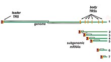 Nested set of subgenomic mRNAs Nested subgenomic RNA.jpg