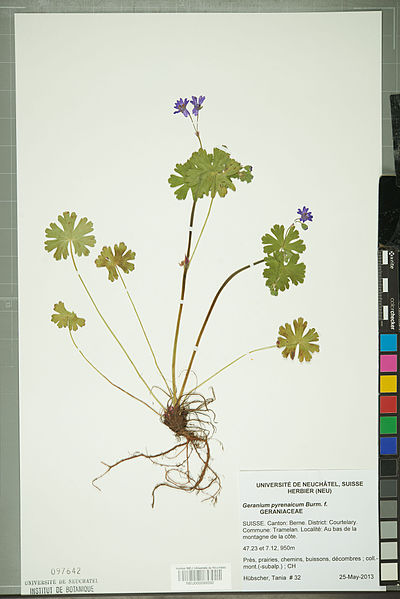 File:Neuchâtel Herbarium - Geranium pyrenaicum - NEU000099592.jpg