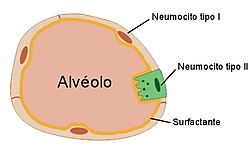 Alvéolo Pulmonar