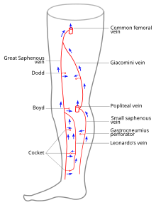 Diagram showing named veins Normal mapping.svg