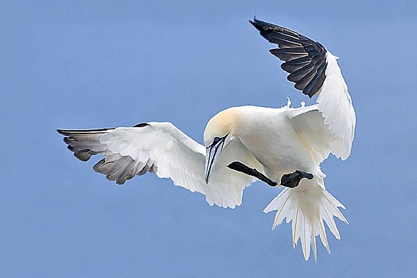 Northern gannet (Morus bassanus) preparing to land