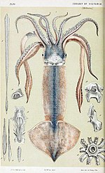 Thumbnail for Gould's squid