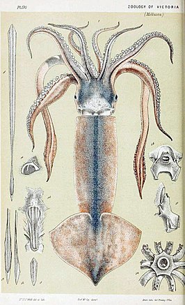 Nototodarus gouldi