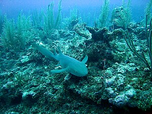 Nurse Shark 4474.jpg