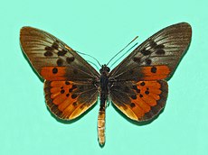 Nymphalidae - Acraea egina.jpg