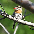Nystalus striatipectus - Chaco (or streak-bellied) Puffbird.JPG