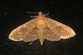 <i>Psara dryalis</i> Species of moth