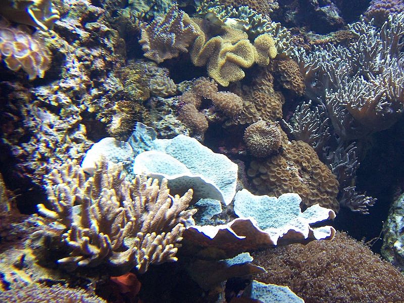 File:Oceanarium corals1.JPG