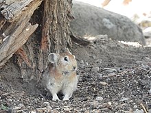 Ochotona rufescens 213736083.jpg