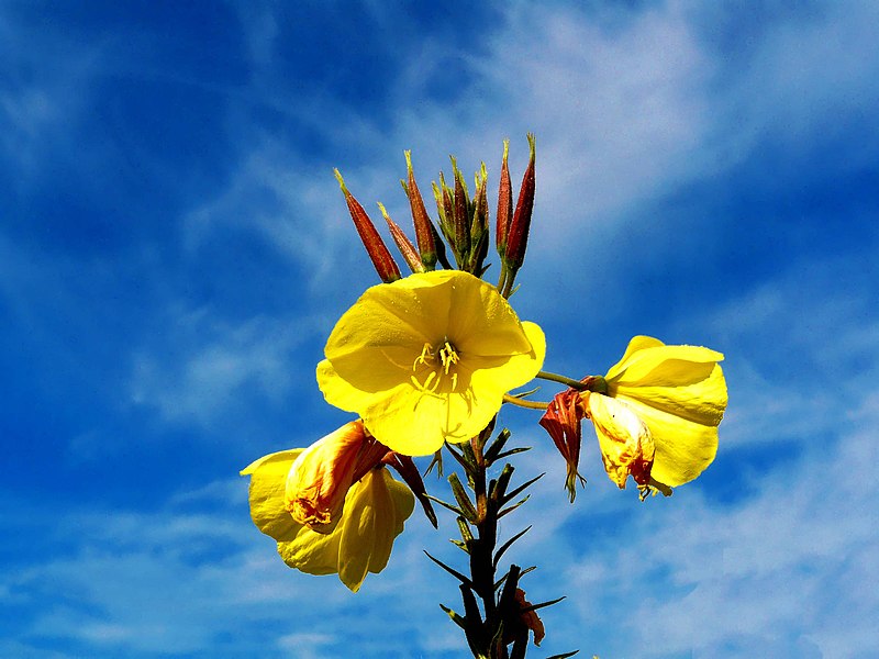 File:Oenothera glazioviana.jpg