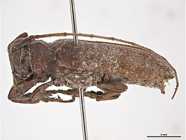 Oncideres cingulata