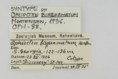 File:Ophiocten bisquamatum - OPH-000088 label.tif (Category:Echinodermata in the Natural History Museum of Denmark)