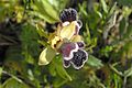 Ophrys omegaifera subsp. fleischmannii Crete - Platanes