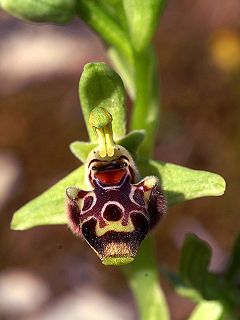 <i>Ophrys umbilicata</i> species of plant