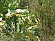 Opuntia ficus-indica,Morocco.jpg