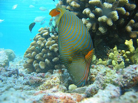 Tập_tin:Orange-lined_Triggerfish.jpg