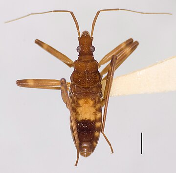 Macroveliidae