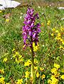 Orchis mascula Sweden - Öland