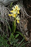 Orchis pauciflora 1.jpg