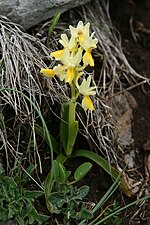 Miniatura per Orchis pauciflora