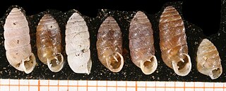 <i>Orcula austriaca</i> Species of gastropod