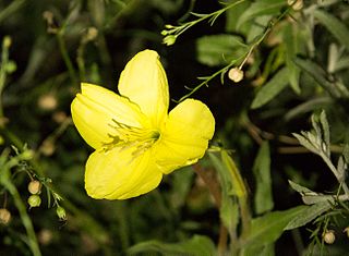 <i>Oenothera organensis</i> Species of plant in the family Onagraceae