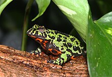 A fire-bellied toad showing off the characteristic green and black back with orange toes Oriental fire-bellied toad.jpg