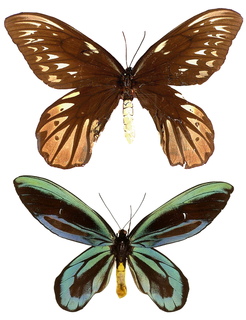 Queen Alexandras birdwing Species of birdwing butterfly