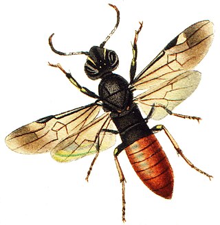 <i>Orussus</i> Genus of sawflies