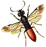 Parasitic wood wasp