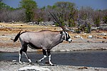 Oryx gazella male 8054.jpg