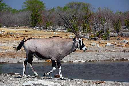 Resimde erkeği görülen gemsbok (Oryx gazella), oryx cinsinden iri bir antilop türüdür. Adı Afrikaner dilinde "çengel boynuzlu keçi" anlamına gelir. Bir erkeğin yönettiği 10 ilâ 40 hayvandan oluşan sürüler halinde gezen gemsboklar genelde zebra, ceylan ve başka antilop türleriyle karışık sürüler oluştururlar.(Üreten:Alchemist-hp)
