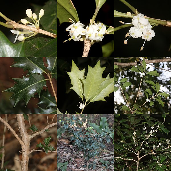 File:Osmanthus heterophyllus (Montage s2).jpg