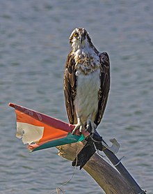 Osprey, a local breeding resident easily found near any coast of Oman. It is familiar to locals. Osprey yiti.jpg