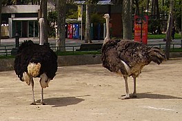 In strúsfûgel (Struthio camelus)